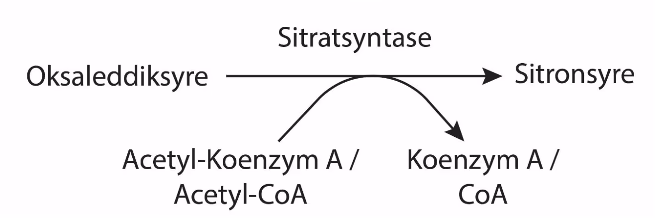 Oksaleddiksyre omdannes til sitronsyre av sitratsyntase. Acetyl-koenzym A / acetyl-CoA går inn, og koenzym A / CoA går ut.