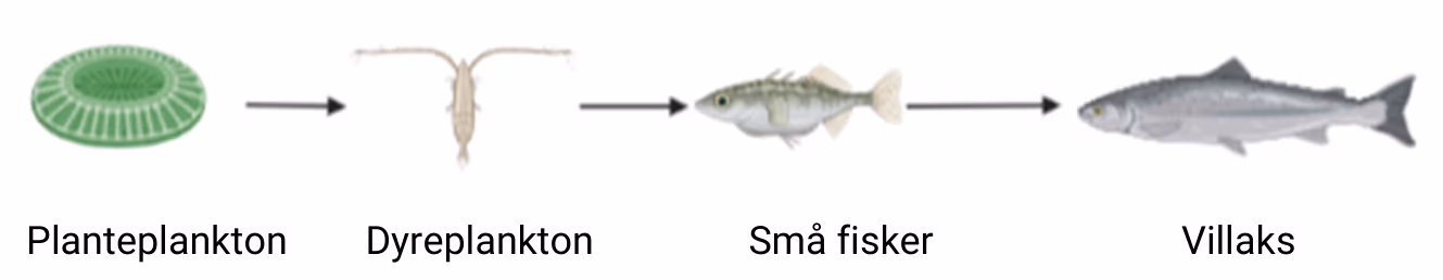Næringskjede for villaks (figuren er laget med Biorender)