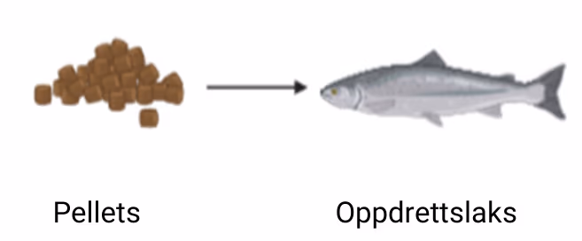 Næringskjede for oppdrettslaks (figuren er laget med Biorender)