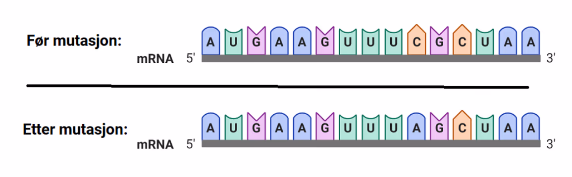 mRNA før mutasjon: AUGAAGUUUCGCUAA. mRNA etter mutasjon: AUGAAGUUUAGCUAA