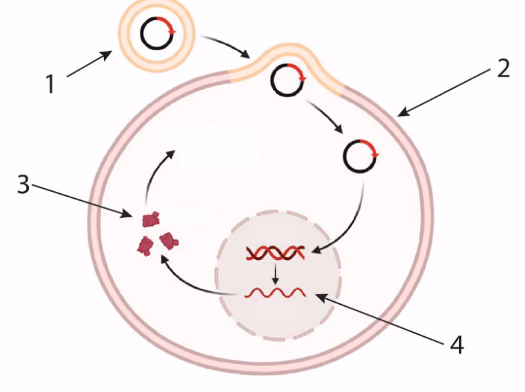Genterapi i en celle med pilene 1–4