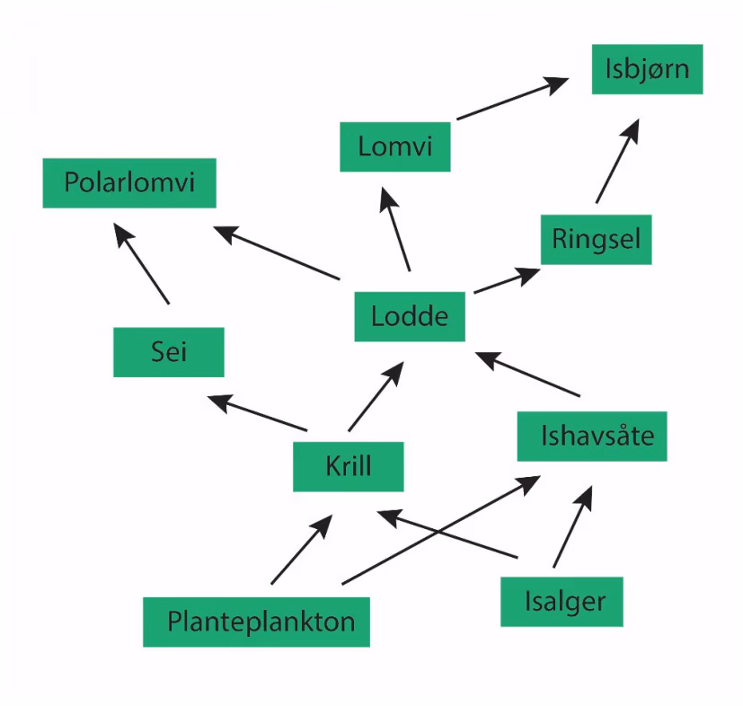 Næringsnett med planteplankton, isalger, krill, ishavsåte, sei, lodde, polarlomvi, lomvi, ringsel og isbjørn