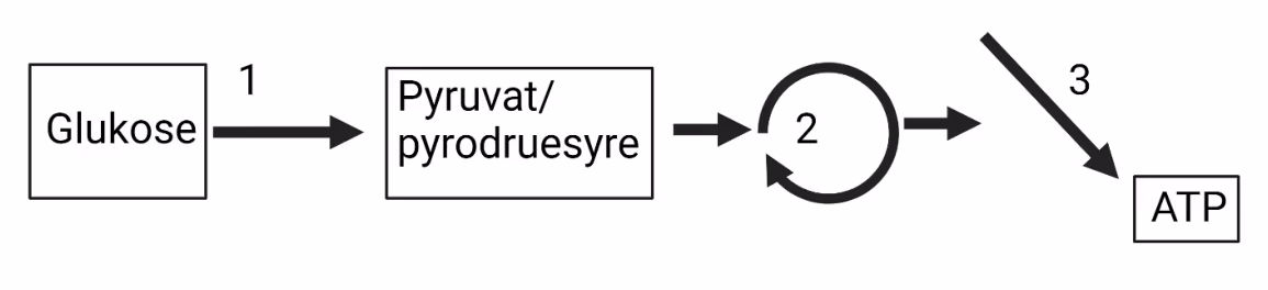 Glukose omdannes til pyruvat i trinn 1, går inn i syklusen i trinn 2 og gir ATP i trinn 3