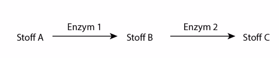 Stoff A omdannes til stoff B av enzym 1, og stoff B til stoff C av enzym 2