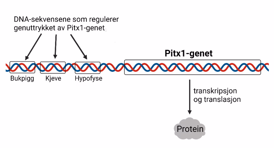 Pitx1-genet og ulike DNA-sekvenser som regulerer genuttrykket