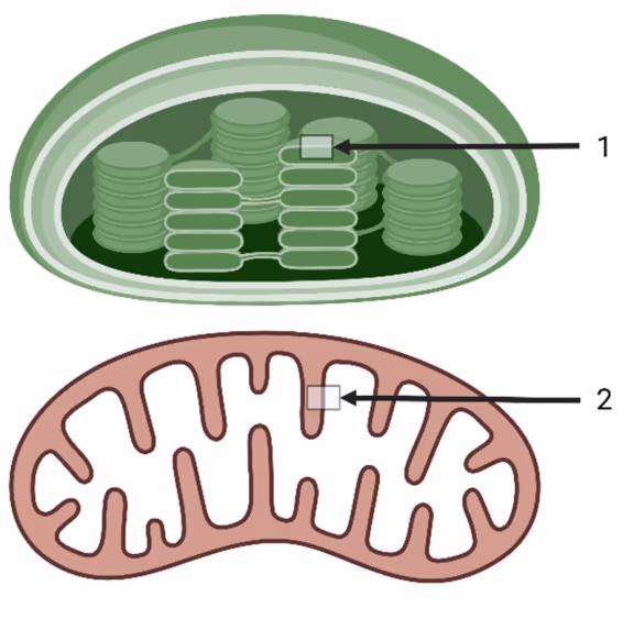 Kloroplast med pil 1 mot tylakoidmembranen og mitokondrium med pil 2 mot den indre membranen