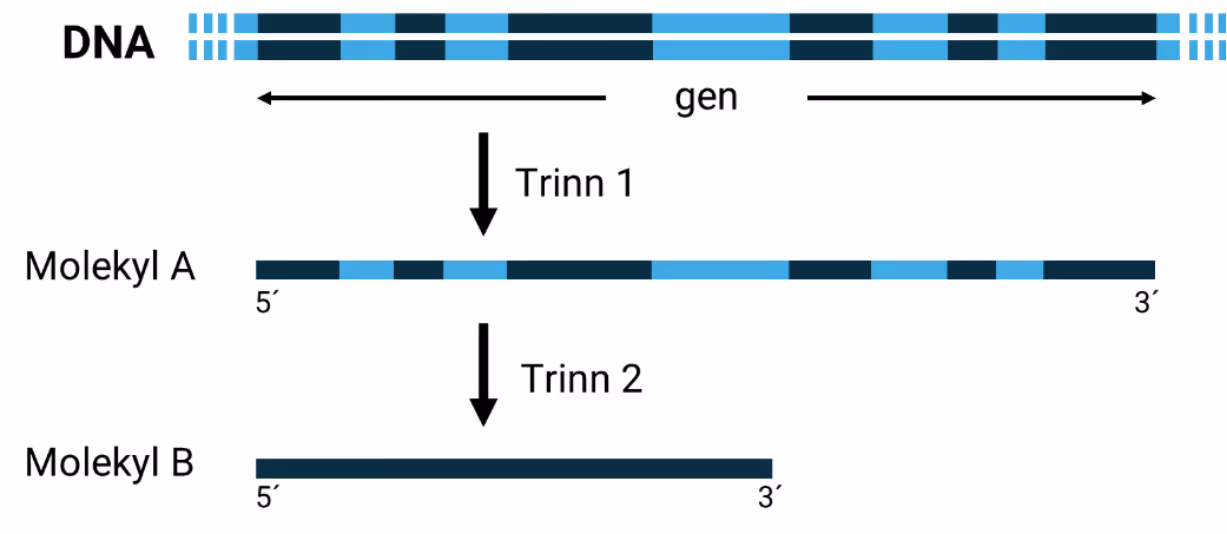 DNA med et gen, trinn 1 til molekyl A og trinn 2 til det kortere molekyl B