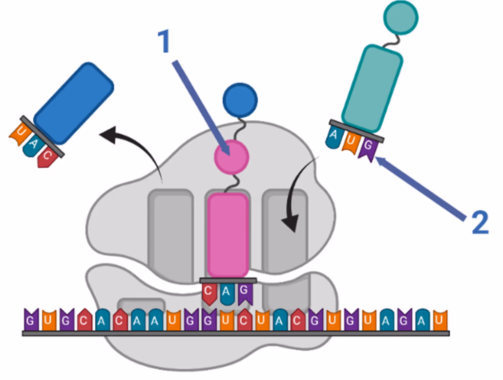 Ribosom med mRNA og tRNA-molekyler, med pil 1 og pil 2