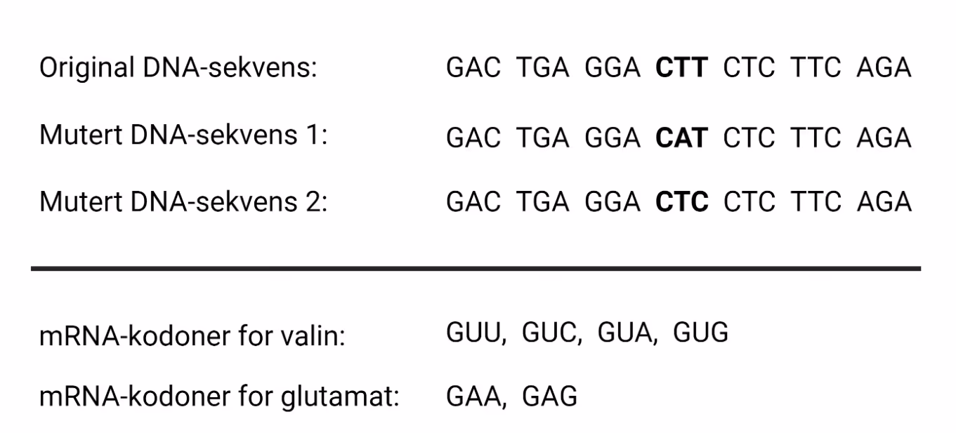 Original DNA-sekvens: GAC TGA GGA CTT CTC TTC AGA. Mutert DNA-sekvens 1: GAC TGA GGA CAT CTC TTC AGA. Mutert DNA-sekvens 2: GAC TGA GGA CTC CTC TTC AGA. mRNA-kodoner for valin: GUU, GUC, GUA, GUG. mRNA-kodoner for glutamat: GAA, GAG