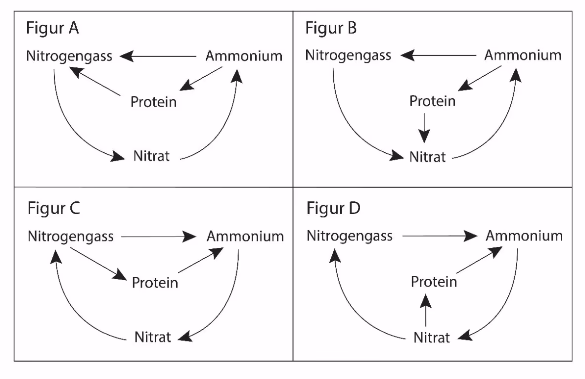 Fire figurer A–D med piler mellom nitrogengass, ammonium, protein og nitrat