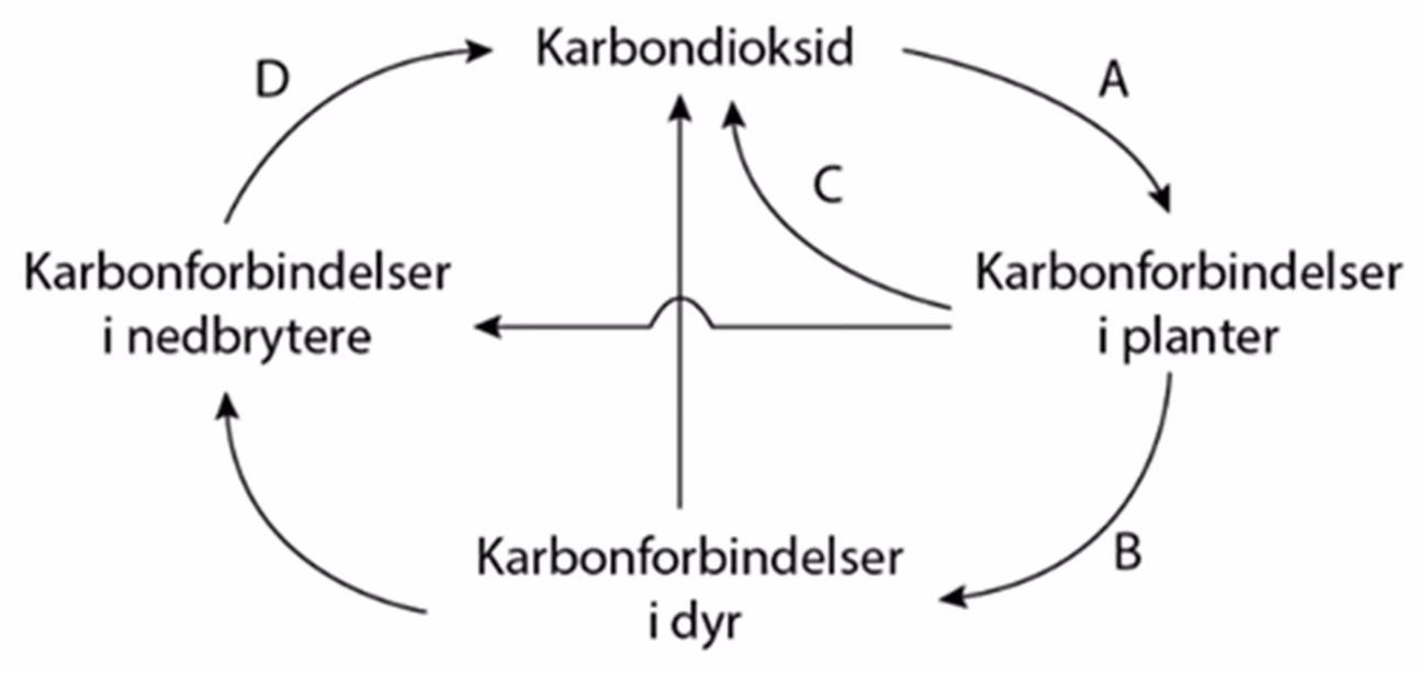 Karbonkretsløp med karbondioksid og karbonforbindelser i planter, dyr og nedbrytere, med prosessene A–D