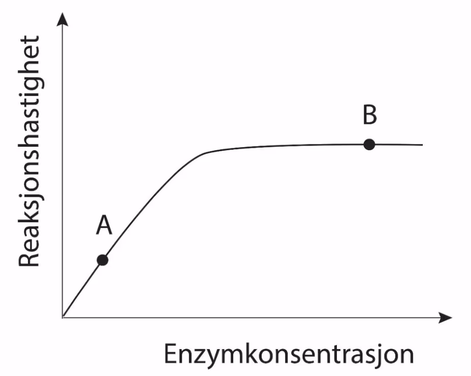 Reaksjonshastighet som funksjon av enzymkonsentrasjon med punktene A og B