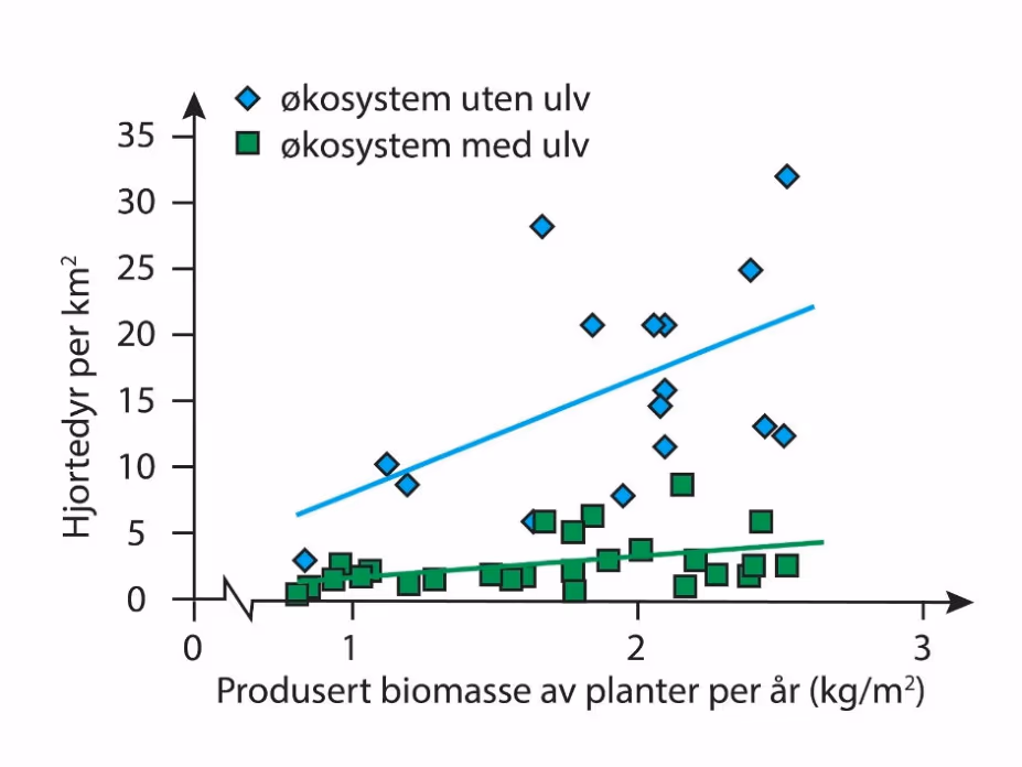 Antallet hjortedyr som funksjon av biomassen av planter i områder med ulv og i områder uten ulv.