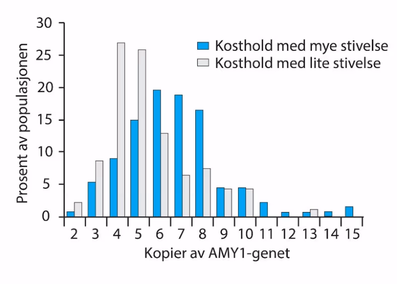 Antall kopier av genet hos personer i de to populasjonene.