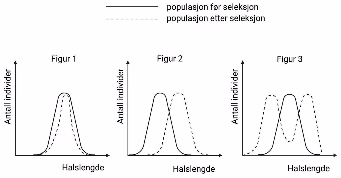 Fordeling av halslengde før og etter seleksjon i figur 1, 2 og 3