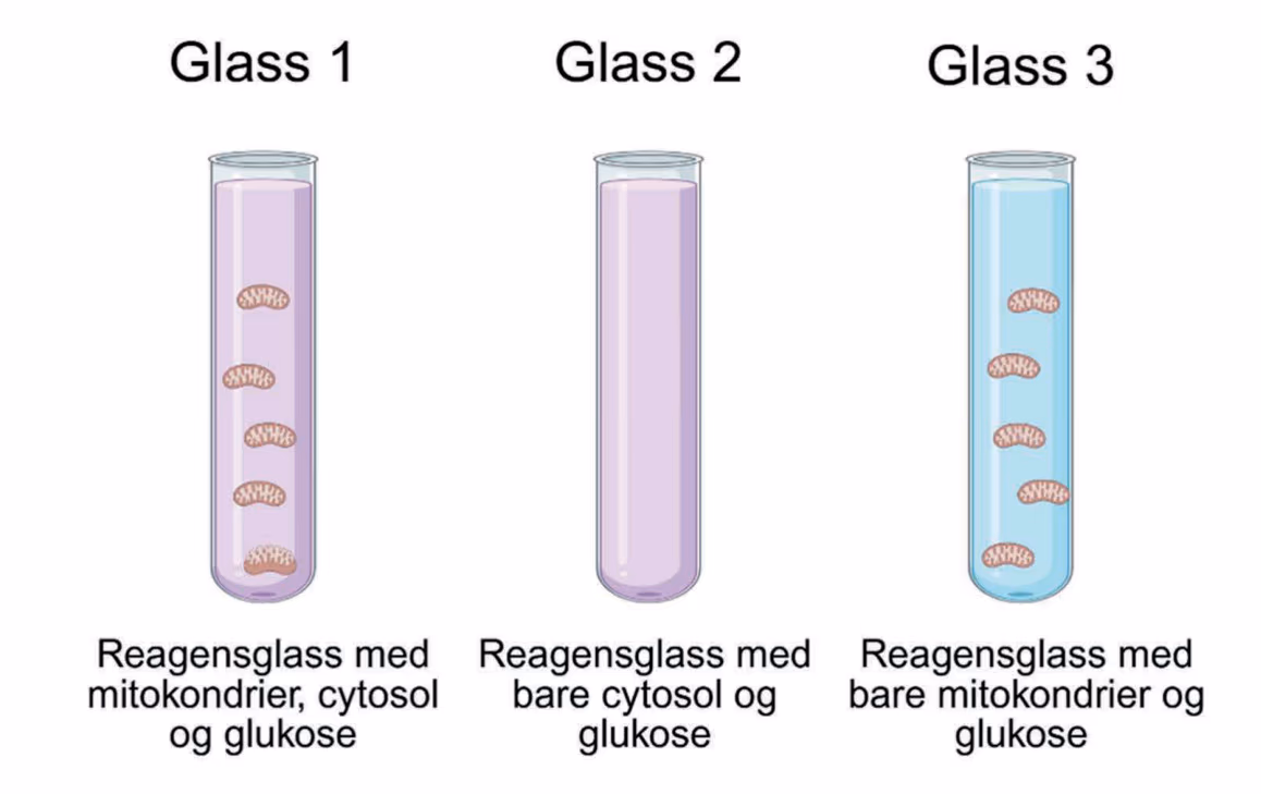 Glass 1 med mitokondrier, cytosol og glukose. Glass 2 med bare cytosol og glukose. Glass 3 med bare mitokondrier og glukose