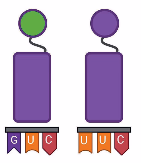 To tRNA-molekyler med antikodonene GUC og UUC
