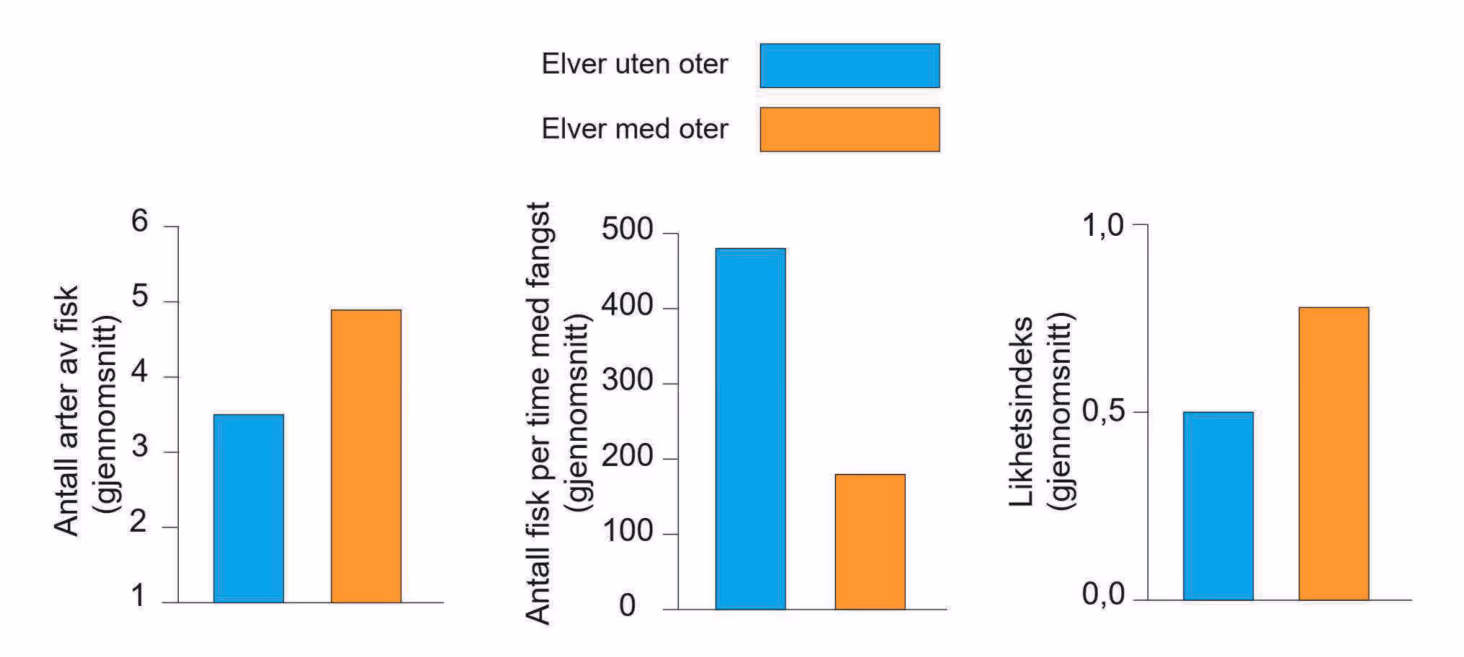 Antallet fiskearter, antallet fisk fanget per time, og likhetsindeks (oppgitt som gjennomsnittsverdier for elver uten og med oter)