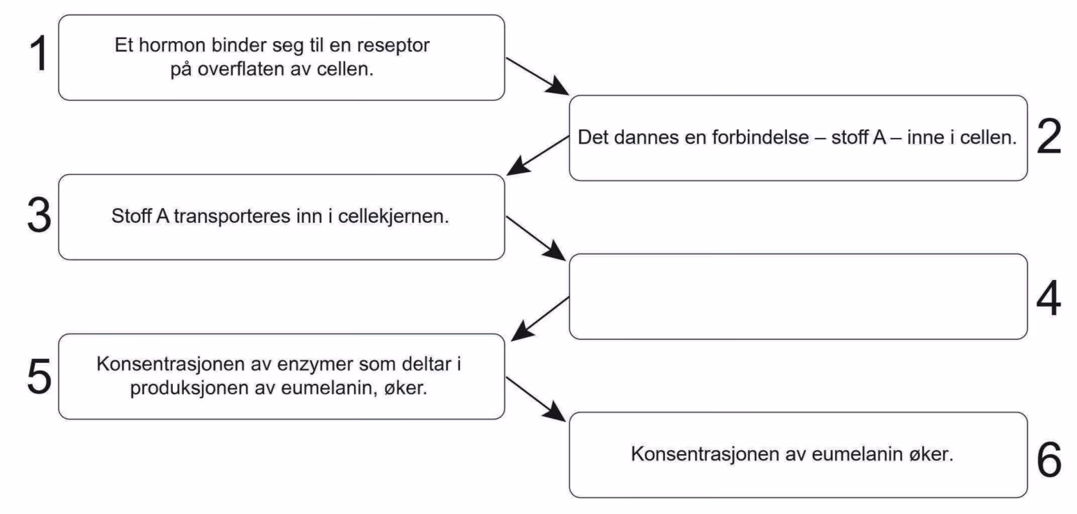 Utvalgte trinn i dannelsen av eumelanin