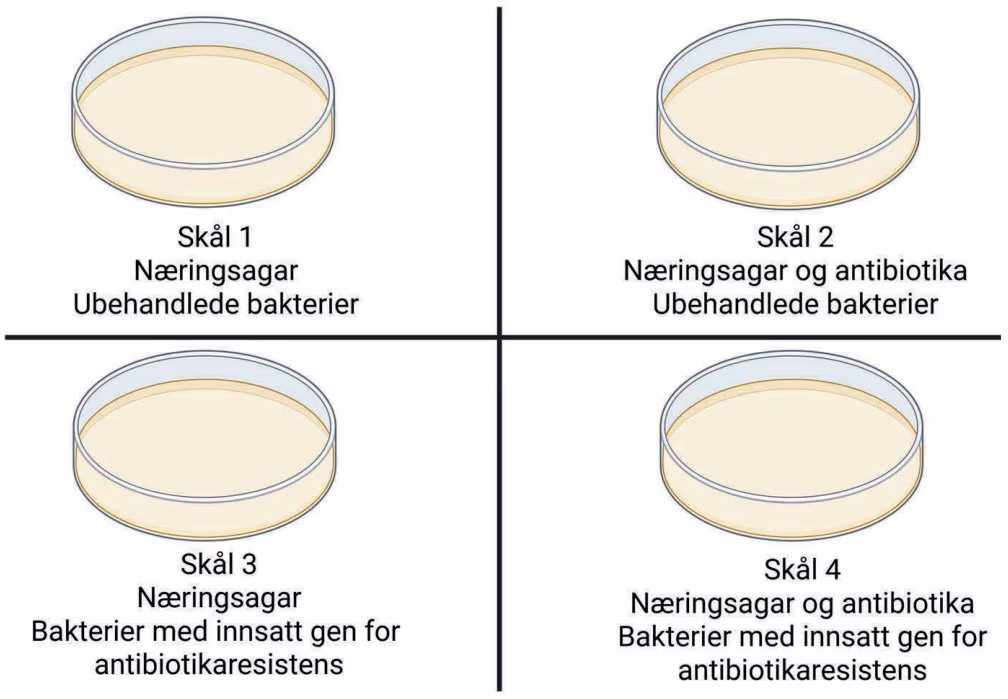 Petriskåler med ulikt innhold i et forsøk om antibiotikaresistens
