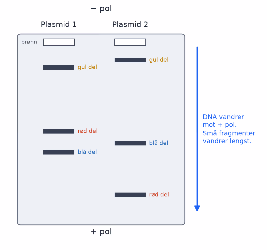 Skisse av gelen: tre bånd per plasmid, det minste fragmentet lengst fra brønnen