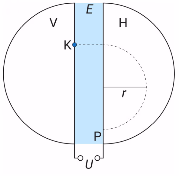 Syklotron med elektrisk felt mellom platene, magnetfelt i områdene V og H, protonkilde K og halvsirkelbane til punktet P
