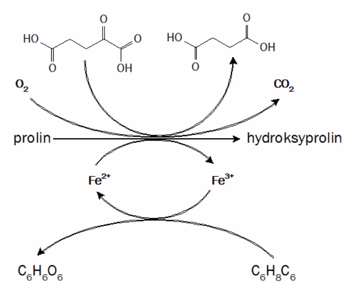 Reaksjonsskjema for det aktive setet: prolin blir til hydroksyprolin med O2 og en dikarboksylsyre, Fe2+ oksideres til Fe3+, og askorbinsyre gjendanner Fe2+