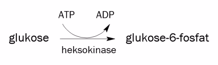 Glukose omdannes til glukose-6-fosfat med enzymet heksokinase, samtidig som ATP omdannes til ADP