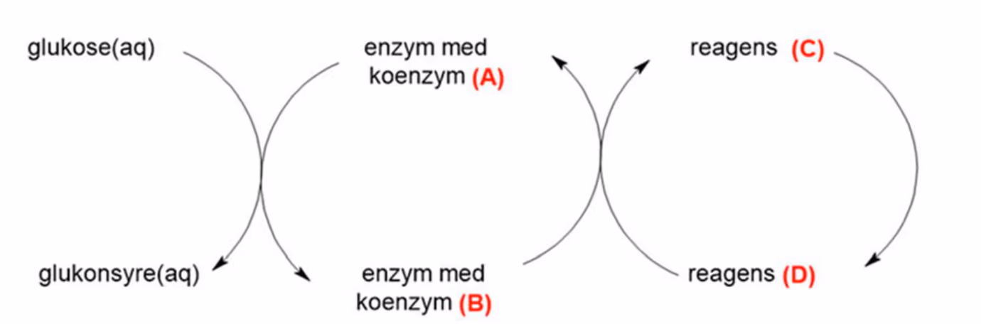 Reaksjonssyklus der glukose(aq) omdannes til glukonsyre(aq) mens enzym med koenzym (A) omdannes til enzym med koenzym (B), koblet til en syklus der reagens (C) omdannes til reagens (D)