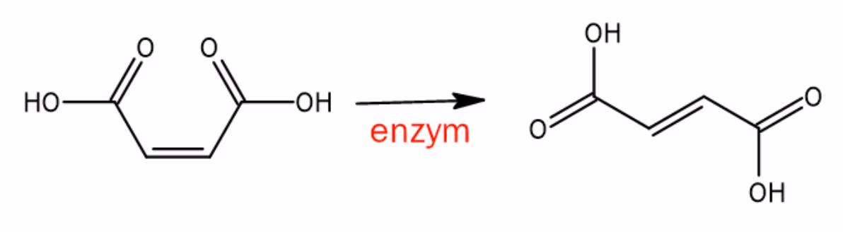 Maleinsyre (cis) omdannes til fumarsyre (trans) med enzym