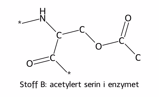 Strukturformel for acetylert serin i enzymet