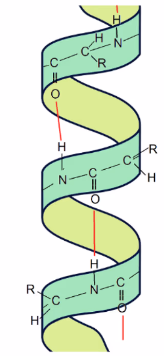 Peptidkjede formet som α-heliks med hydrogenbindinger mellom C=O og N–H markert med røde streker