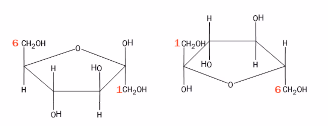 To Haworth-formler for β-fruktose, den ene snudd, med karbonatom 1 og 6 markert
