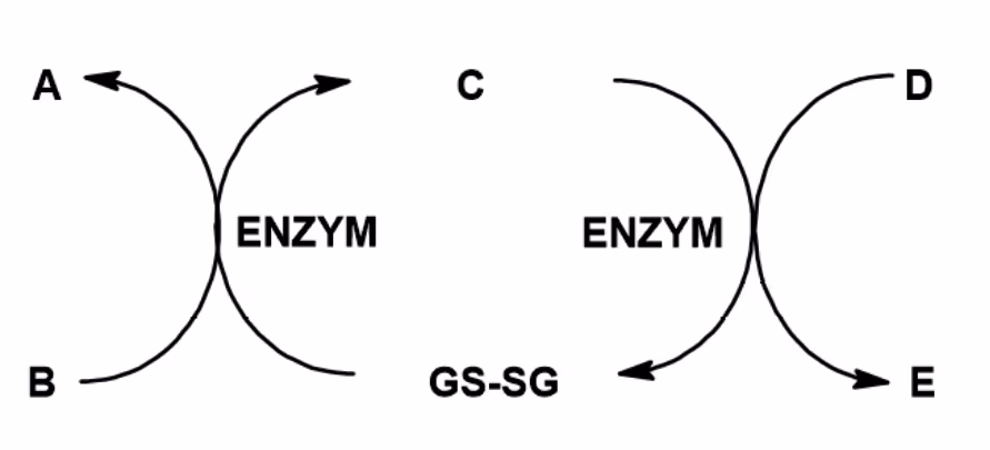 To koblede enzymsykluser med plassene A, B, C, D og E, GS-SG og to enzymer
