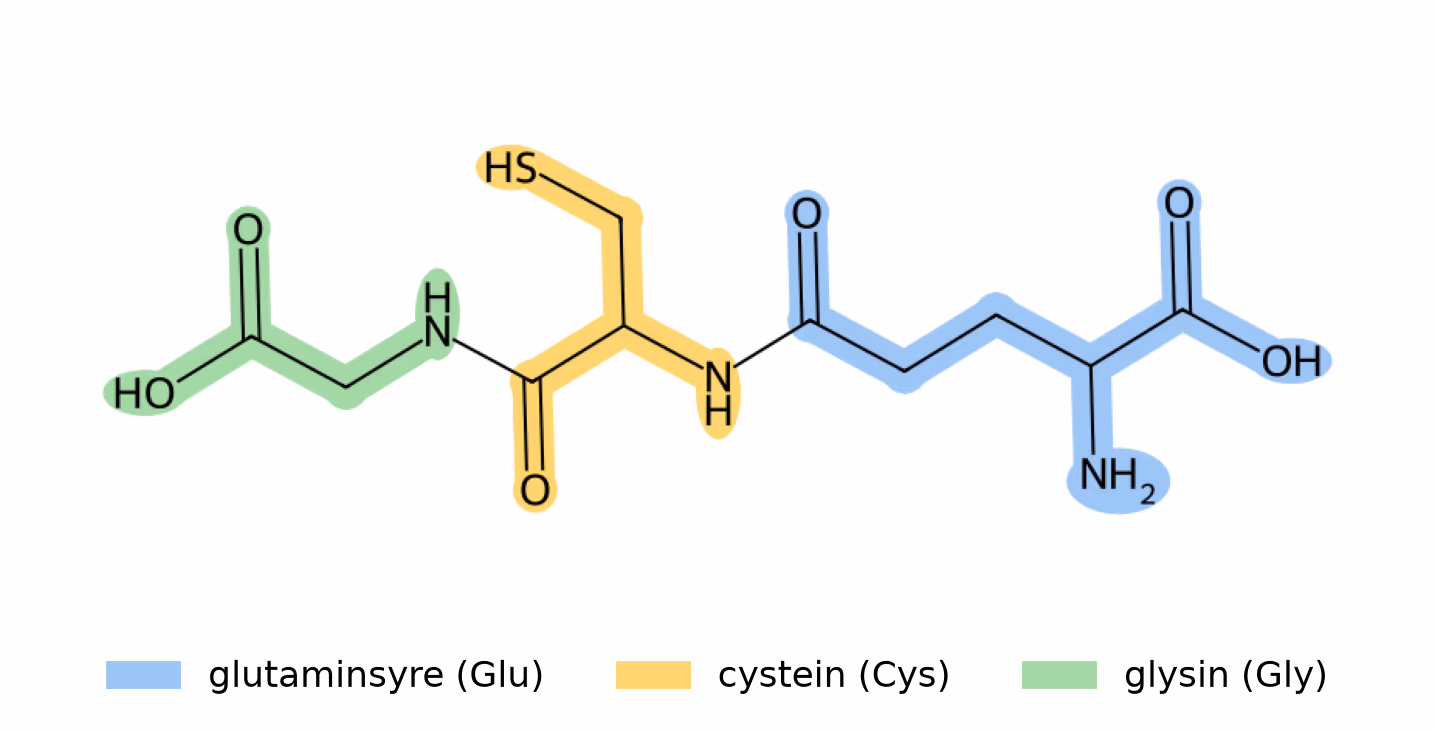 Glutation med de tre aminosyrene markert i hver sin farge