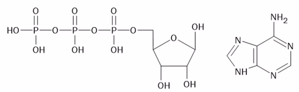 Strukturformler for trifosfat bundet til ribose og for adenin