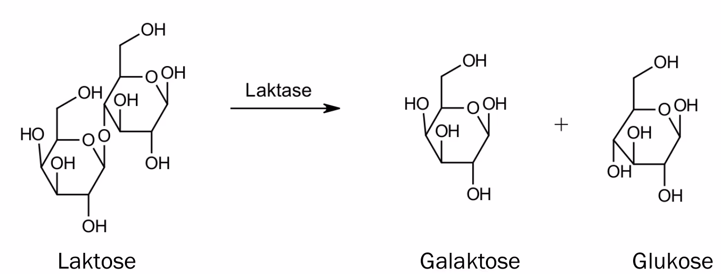 Spalting av laktose til galaktose og glukose
