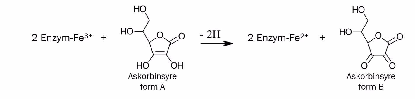 2 Enzym-Fe3+ reagerer med askorbinsyre form A og gir 2 Enzym-Fe2+ og askorbinsyre form B, der det avgis 2H