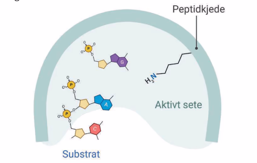 Reparasjon av DNA ved hjelp av enzymet DNA-ligase